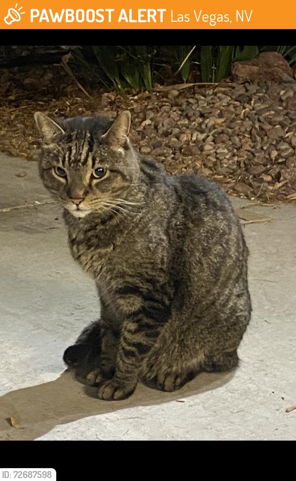 Found/Stray Male Cat last seen Alexander and tenaya , Las Vegas, NV 89129