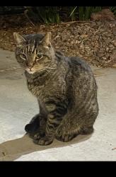 Found/Stray Male Cat last seen Alexander and tenaya , Las Vegas, NV 89129