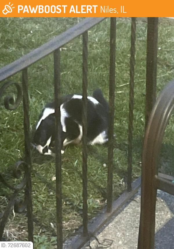 Found/Stray Unknown Dog last seen oakton & Waukegan, Niles, IL 60714