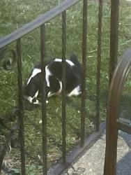 Found/Stray Unknown Dog last seen oakton & Waukegan, Niles, IL 60714