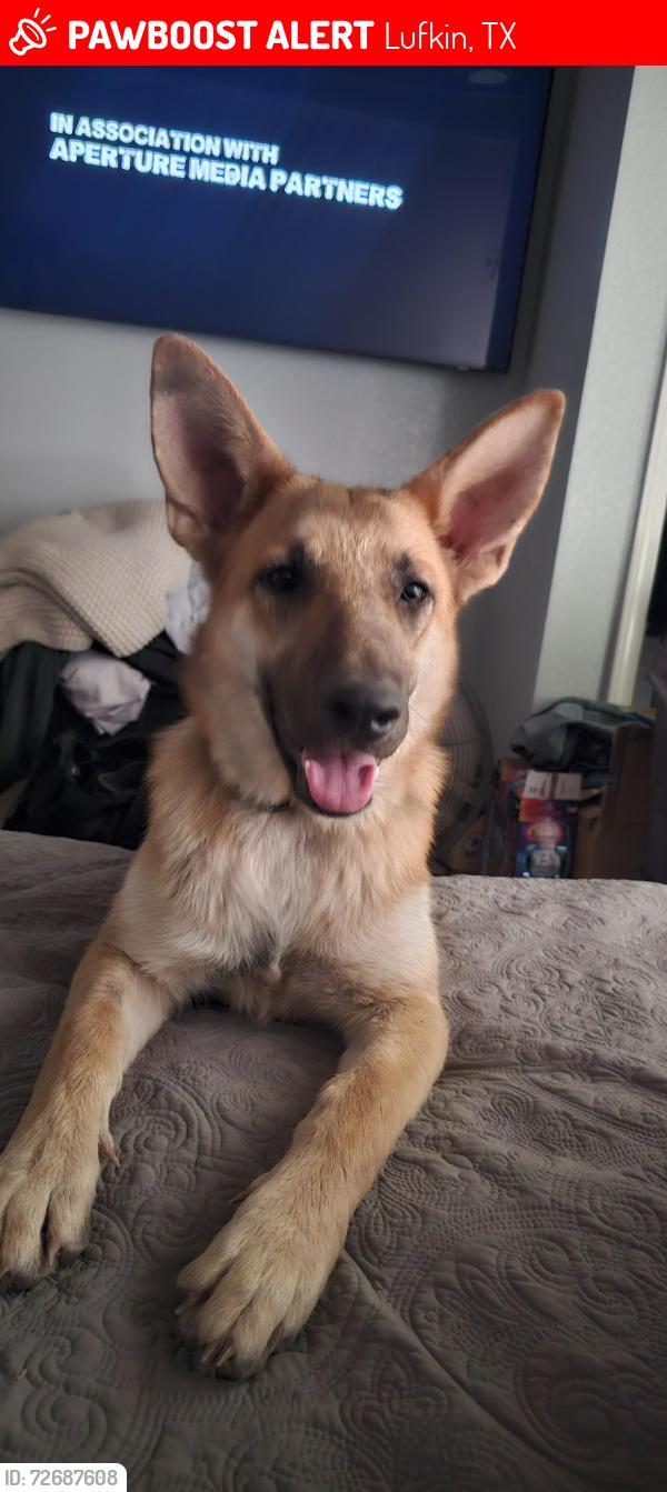 Lost Female Dog last seen North 59 hwy, Lufkin, TX 75901