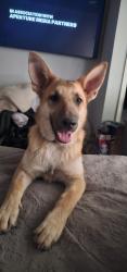 Lost Female Dog last seen North 59 hwy, Lufkin, TX 75901