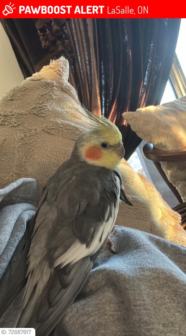 Lost Male Bird last seen Broderick rd lasalle, LaSalle, ON 48229