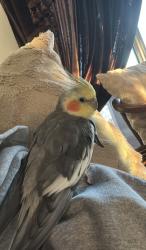 Lost Male Bird last seen Broderick rd lasalle, LaSalle, ON 48229