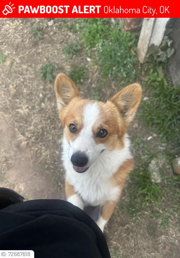 Lost Male Dog last seen Rancho village , Oklahoma City, OK 73119