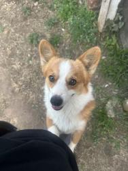 Lost Male Dog last seen Rancho village , Oklahoma City, OK 73119