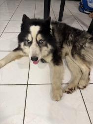 Found/Stray Unknown Dog last seen 58th Ave and Hollywood Boulevard , Hollywood, FL 33021