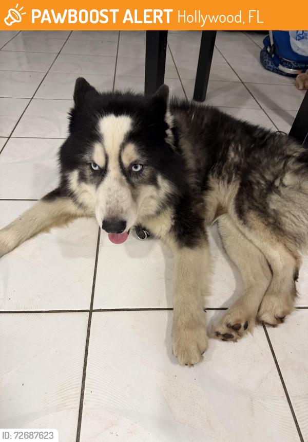 Found/Stray Unknown Dog last seen 58th Ave and Hollywood Boulevard , Hollywood, FL 33021