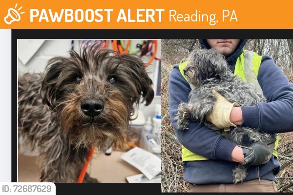Found/Stray Female Dog last seen Brentwood Industries , Reading, PA 19611