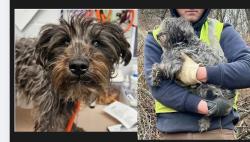 Found/Stray Female Dog last seen Brentwood Industries , Reading, PA 19611