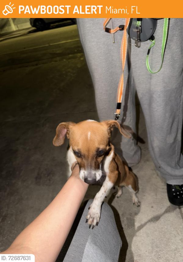 Found/Stray Female Dog last seen Sw 8th ave and sw 10th street, Miami, FL 33130