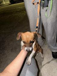 Found/Stray Female Dog last seen Sw 8th ave and sw 10th street, Miami, FL 33130