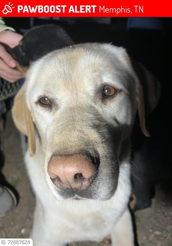 Lost Male Dog last seen Kroger, Sumter St., Memphis, TN 38122