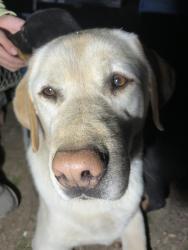 Lost Male Dog last seen Kroger, Sumter St., Memphis, TN 38122