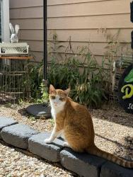 Lost Male Cat last seen hses in between Negley St and Utterback , Kyle, TX 78640