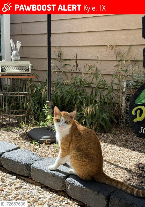 Lost Male Cat last seen hses in between Negley St and Utterback , Kyle, TX 78640