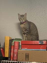 Lost Female Cat last seen Fondren Rd, W Airport Blvd, Fonmeadow Dr, and Fairmont St/Bob White Dr, Houston, TX 77035