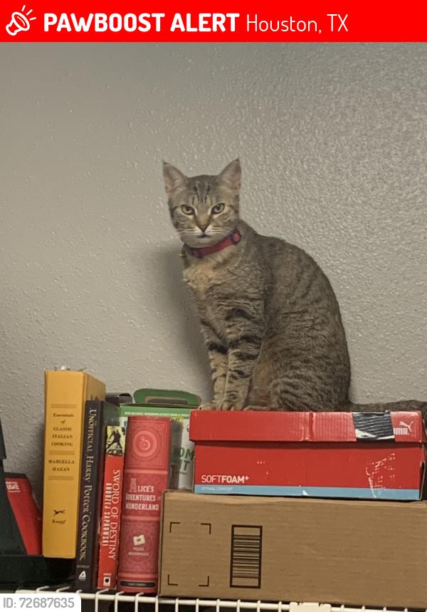 Lost Female Cat last seen Fondren Rd, W Airport Blvd, Fonmeadow Dr, and Fairmont St/Bob White Dr, Houston, TX 77035