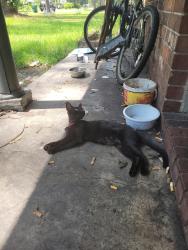 Lost Male Cat last seen 6th st Rincon ga, Rincon, GA 31326