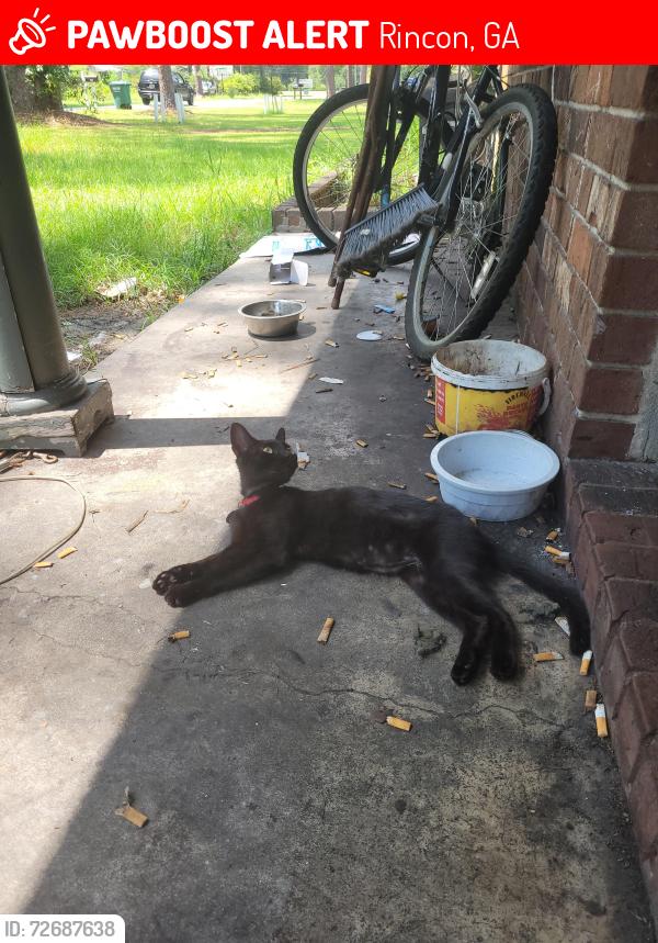 Lost Male Cat last seen 6th st Rincon ga, Rincon, GA 31326