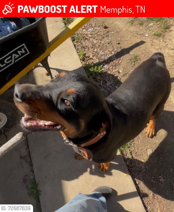 Lost Female Dog last seen Kroger, Sumter st., Memphis, TN 38122