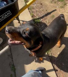 Lost Female Dog last seen Kroger, Sumter st., Memphis, TN 38122