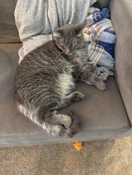 Lost Male Cat last seen North City Park, Shoreline, WA 98133