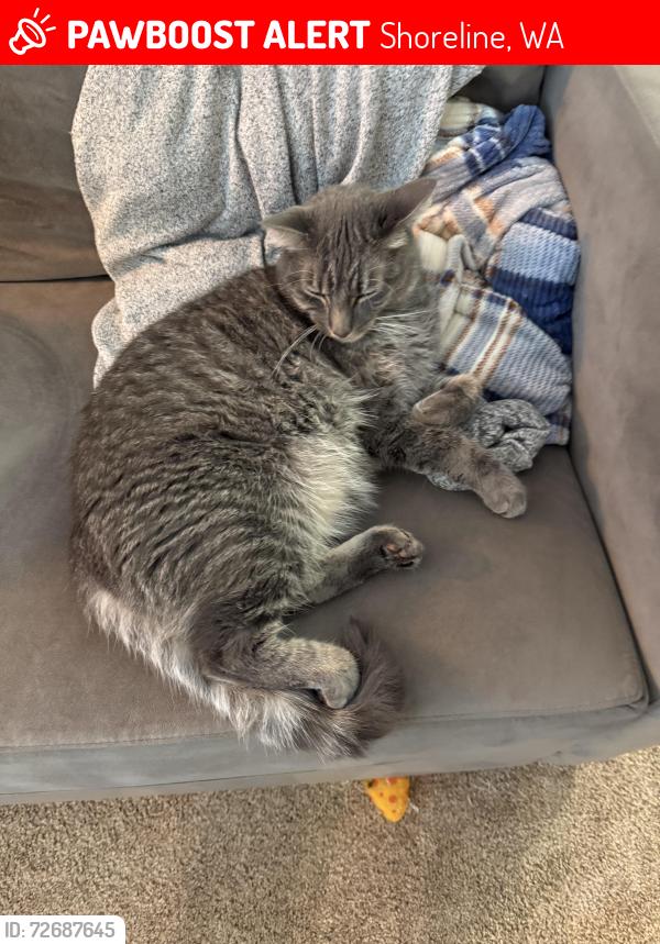 Lost Male Cat last seen North City Park, Shoreline, WA 98133