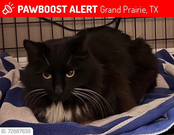Lost Female Cat last seen evRia Terraces apmts. In the back of the left sides of the apmts , Grand Prairie, TX 75050