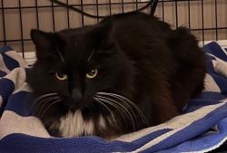 Lost Female Cat last seen evRia Terraces apmts. In the back of the left sides of the apmts , Grand Prairie, TX 75050