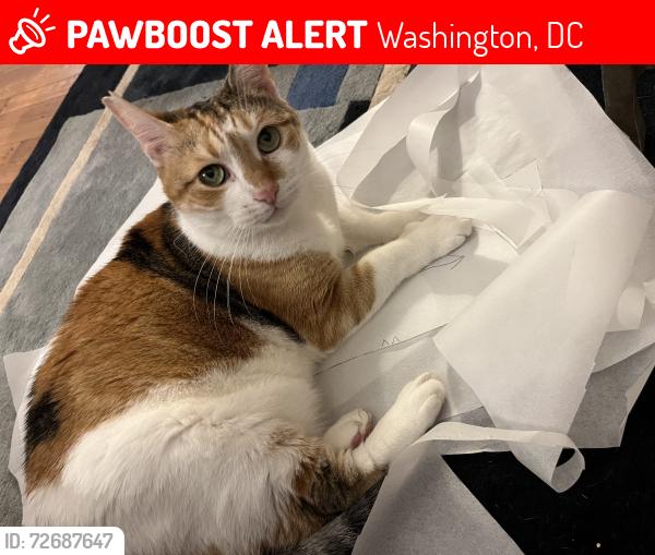 Lost Female Cat last seen 15th st and Mass ave SE, Washington, DC 20003