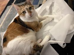 Lost Female Cat last seen 15th st and Mass ave SE, Washington, DC 20003