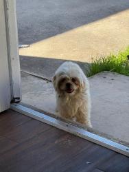 Found/Stray Female Dog last seen By Calistoga st, San Antonio, TX 78228
