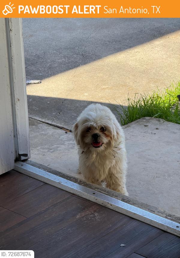 Found/Stray Female Dog last seen By Calistoga st, San Antonio, TX 78228