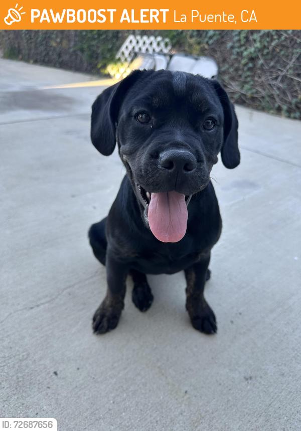 Found/Stray Female Dog last seen Amar and fickeworth , La Puente, CA 91744