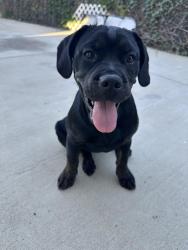 Found/Stray Female Dog last seen Amar and fickeworth , La Puente, CA 91744