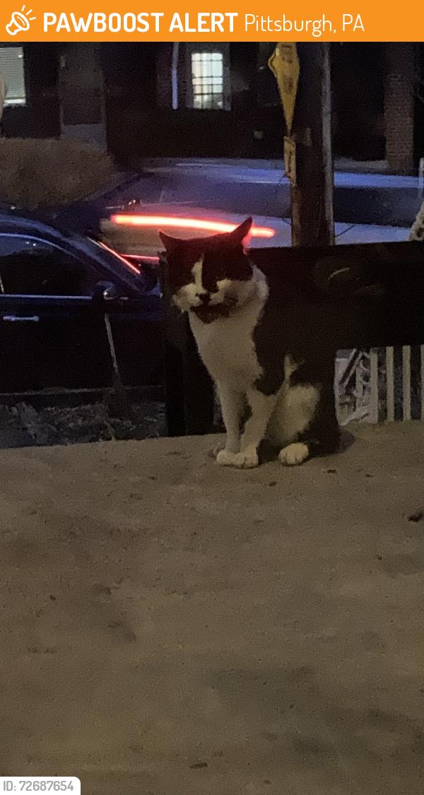 Found/Stray Unknown Cat last seen Stanton avenue, Pittsburgh, PA 15206