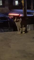 Found/Stray Unknown Cat last seen Stanton avenue, Pittsburgh, PA 15206