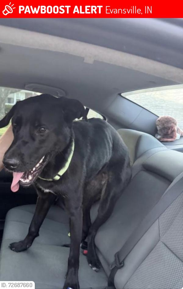 Lost Female Dog last seen Pollack an Joyce , Evansville, IN 47714