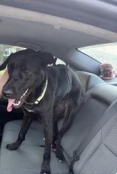 Lost Female Dog last seen Pollack an Joyce , Evansville, IN 47714