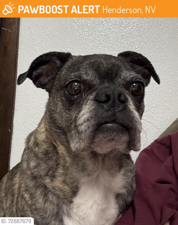 Found/Stray Male Dog last seen Now Hendersons Animal Shelter , Henderson, NV 89015