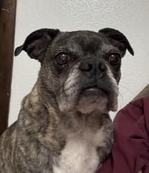 Found/Stray Male Dog last seen Now Hendersons Animal Shelter , Henderson, NV 89015