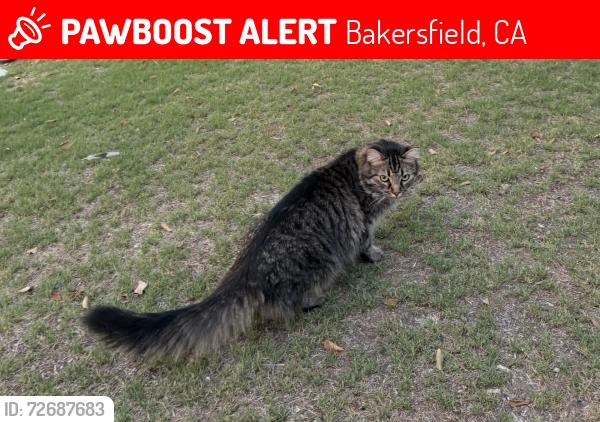 Lost Male Cat last seen Redbank , Bakersfield, CA 93307