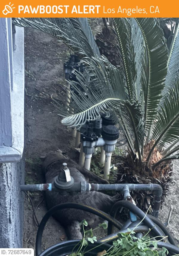 Found/Stray Unknown Cat last seen Burnett, Los Angeles, CA 91345