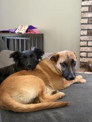 Found/Stray Female Dog last seen Jasmine and lily, Sacramento, CA 95838