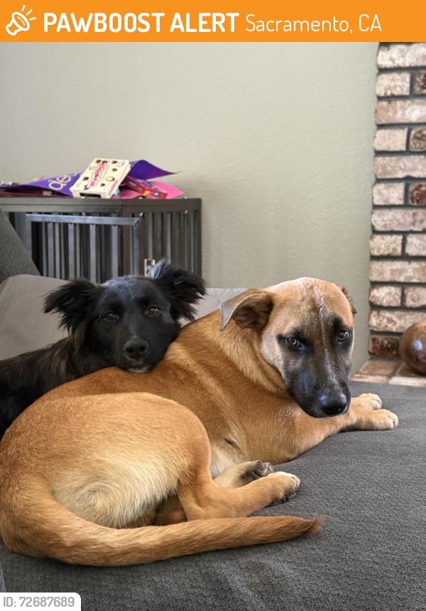 Found/Stray Female Dog last seen Jasmine and lily, Sacramento, CA 95838