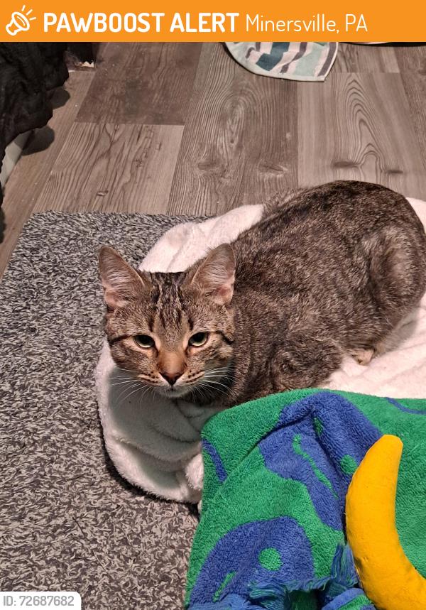 Found/Stray Male Cat last seen Minersville JSHS, Minersville, PA 17954