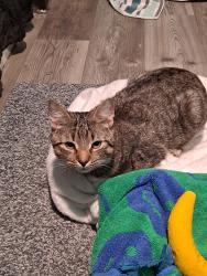 Found/Stray Male Cat last seen Minersville JSHS, Minersville, PA 17954