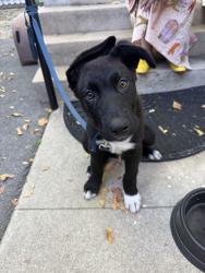 Found/Stray Male Dog last seen Picnic Coffee, Los Angeles, CA 90026