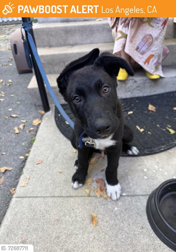 Found/Stray Male Dog last seen Picnic Coffee, Los Angeles, CA 90026